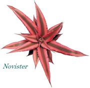 nobister