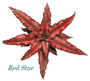 Red Star