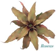 Roseus